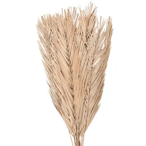 Béžová sušená květina tráva - 100 cm (15ks) 5DF0014