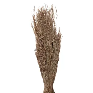 Dekorace béžová sušená květina - 60 cm (100 gr) 5DF0020