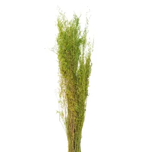 Dekorace zelená sušená květina - 90 cm (50 gr) 5DF0016