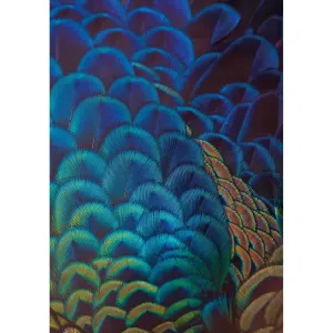 Dekoria Obraz na plátně Multicolor Feathers, 50 x 70 cm