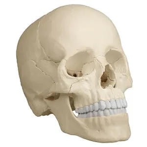 Erler-Zimmer Anatomický model lebky, 22 dílů