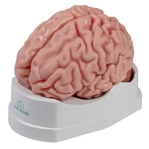 Erler-Zimmer Anatomický model mozku