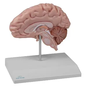 Erler-Zimmer Anatomický model poloviny mozku