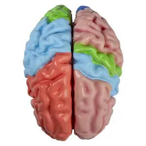 Erler-Zimmer Funkční model mozku