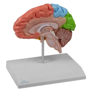Erler-Zimmer Funkční model poloviny mozku