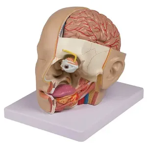 Erler-Zimmer Model hlavy, 4 díly