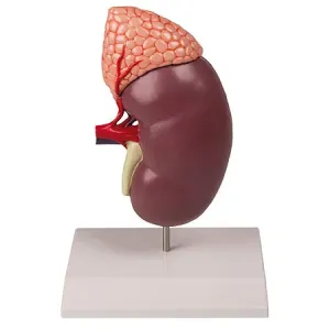 Erler-Zimmer Model ledviny s nadledvinkou, 2x zvětšeno, 2 díly