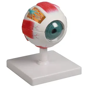 Erler-Zimmer Model oka, 4násobek životní velikosti, 6 dílů