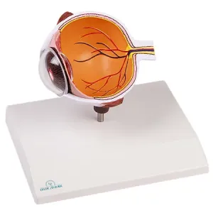 Erler-Zimmer Model oka, zvětšený