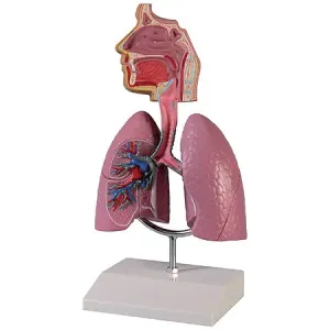 Erler-Zimmer Model respiračního systému