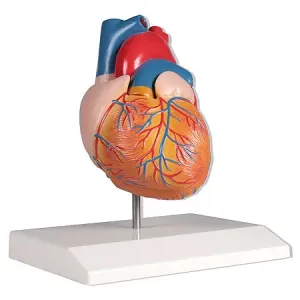 Erler-Zimmer Model srdce, životní velikost, 2 díly