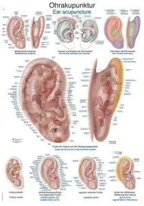 Anatomický plakát Erler Zimmer - Akupunktura těla