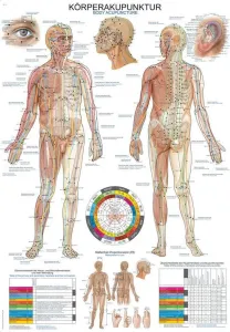Anatomický plakát Erler Zimmer - Akupunktura těla #2142935