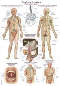 Anatomický plakát Erler Zimmer - Lymfatický systém člověka
