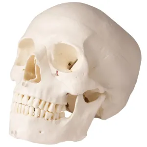 Lebka člověka - 5-dílný model pro zubaře
