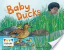 Baby Ducks (Dale Jay)(Paperback / softback)