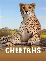 Cheetahs (Jaycox Jaclyn)(Paperback / softback)