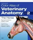 Color Atlas of Veterinary Anatomy, Volume 2, the Horse (Ashdown Raymond R.)(Paperback)