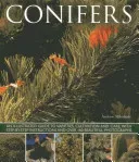 Conifers: An Illustrated Guide to Varieties, Cultivation and Care, with Step-By-Step Instructions and Over 160 Beautiful Photogr (Mikolajski Andrew)(Paperback)