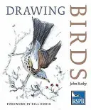 Drawing Birds (Busby John)(Paperback / softback)