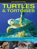 Exploring Nature: Turtles & Tortoises: An In-Depth Look at Chelonians, the Shelled Reptiles That Have Existed Since the Time of the Dinosaurs (Taylor Barbara)(Pevná vazba)