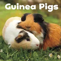 Guinea Pigs (Amstutz Lisa J.)(Paperback / softback)