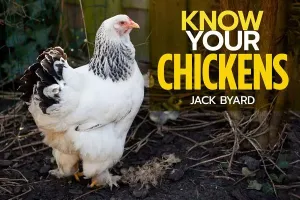 Know Your Chickens (Byard Jack)(Paperback)