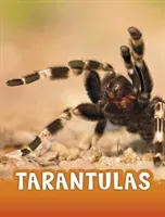 Tarantulas (Jaycox Jaclyn)(Paperback / softback)