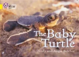 The Baby Turtle (Belcher Andy)(Paperback)