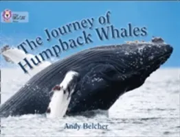 The Journey of Humpback Whales (Belcher Andy)(Paperback)