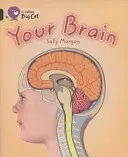 Your Brain (Morgan Sally)(Paperback)