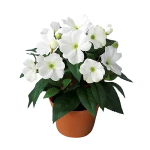Umělá Netýkavka v květináči bílá, 24 cm #4639905
