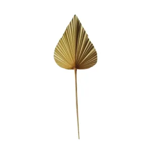Sušený dekorativní palmový list 50cm MKPBTGP50