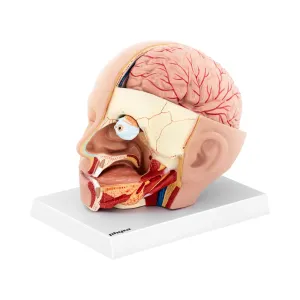 Anatomický model lebky rozložitelný na 4 částí originální velikost - Anatomické modely physa
