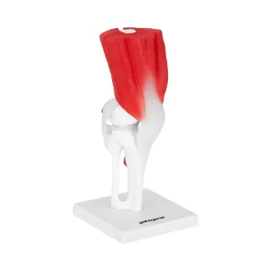 Model lidského kolena originální velikost - Anatomické modely physa