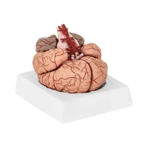 Model mozku 9 částí životní velikost - Anatomické modely physa