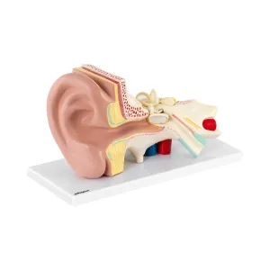 Model ucha rozložitelný na 4 částí trojnásobně zvětšený - Anatomické modely physa