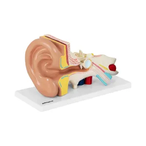 Model lidského ucha rozložitelný na 4 díly dvojnásobné zvětšení - Anatomické modely physa