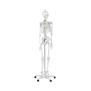 Model kostry člověka životní velikost 176 cm - Anatomické modely physa