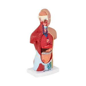Model lidského trupu rozložitelný na 15 dílů výška 26 cm - Anatomické modely physa