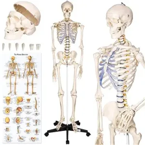 Anatomický model lidská kostra 180 cm bílý