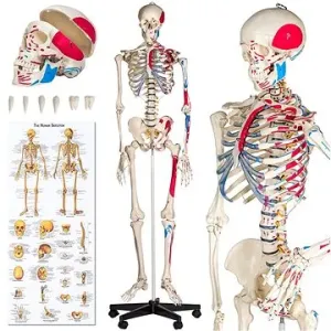 Anatomický model lidská kostra s označením a číslováním svalů bílý