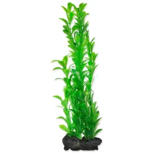 Rostlina Tetra Hygrophila L 30cm