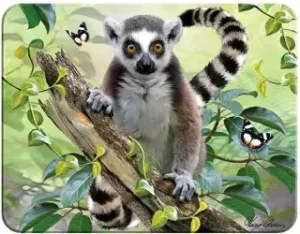 3D MAGNET-Lemur