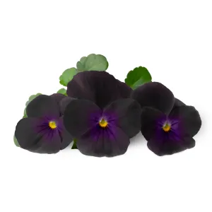 Véritable Lingot se semeny macešek černé, pro chytré květináče  VLIN-F5-Pen059