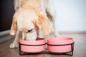 Vsepropejska Doris dvojitá keramická miska pro psa či kočku Barva: Růžová, Rozměr (cm): 12