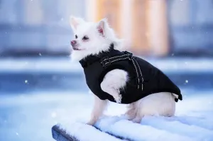 Vsepropejska Achar zimní bunda pro psa s postrojem Barva: Černá, Délka zad (cm): 30, Obvod hrudníku: 41 - 45 cm