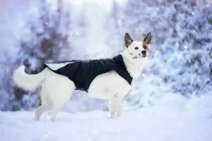 Vsepropejska Kit reflexní zimní bunda pro psa s límcem Barva: Černá, Délka zad (cm): 20, Obvod hrudníku: 30 - 35 cm