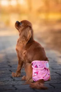Vsepropejska Táňa hárací kalhotky pro psa Barva: Růžová, Obvod slabin (cm): 26 - 38