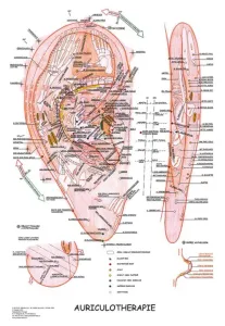 Vydavatelství Poznání Anatomický plakát - Aurikuloterapie